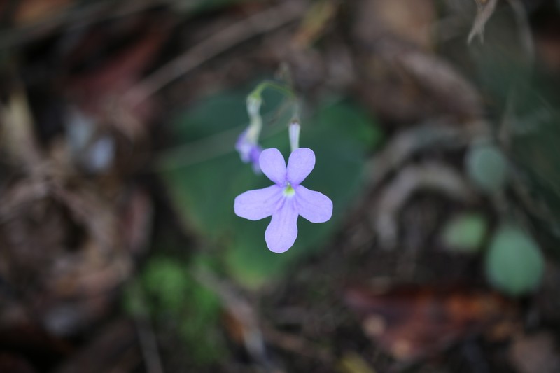 Streptocarpus polyanthus subsp. polyanthus photo 3