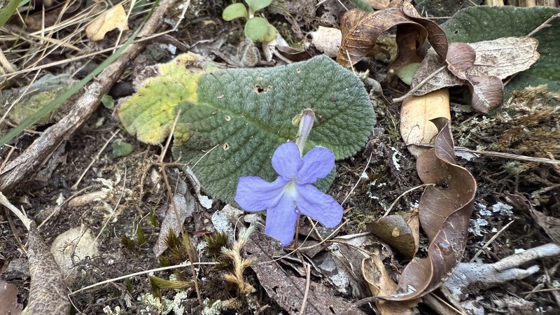 Streptocarpus polyanthus subsp. polyanthus photo 4