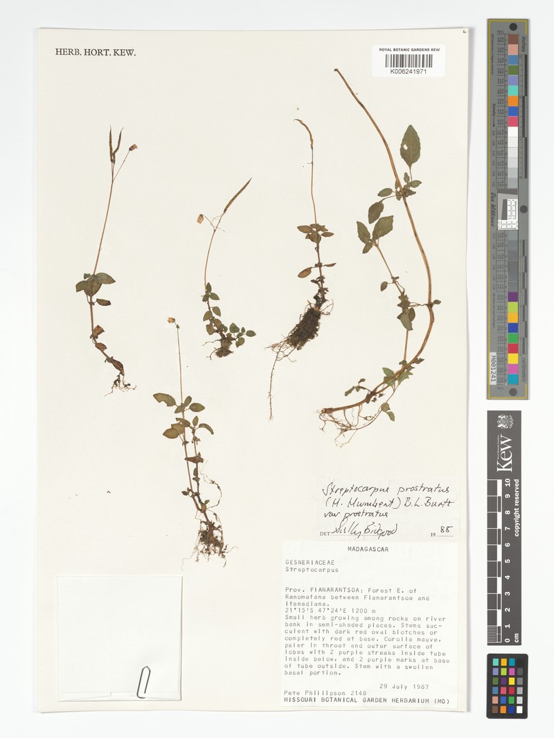 Streptocarpus prostratus var. prostratus photo 2