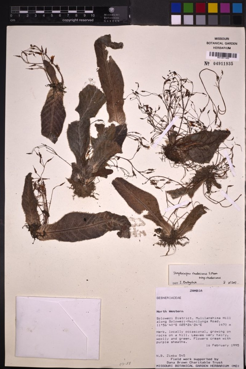 Streptocarpus rhodesianus subsp. rhodesianus