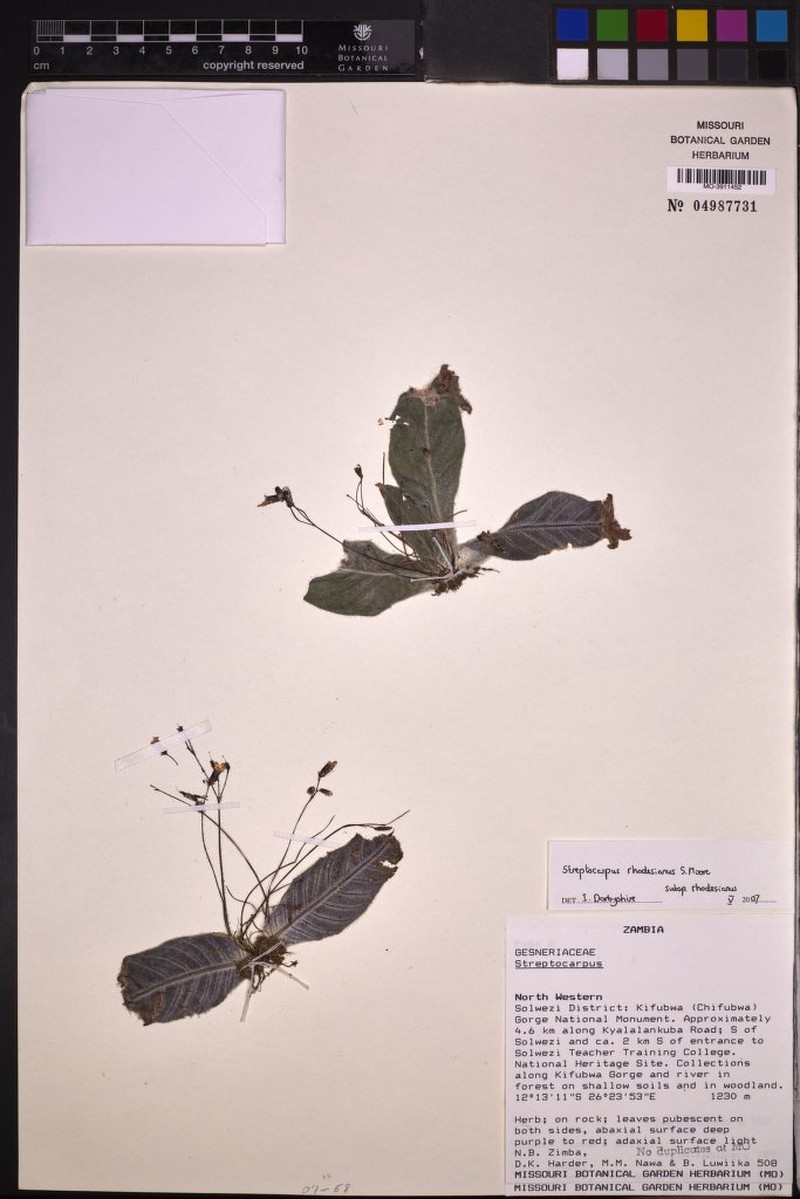 Streptocarpus rhodesianus subsp. rhodesianus photo 2
