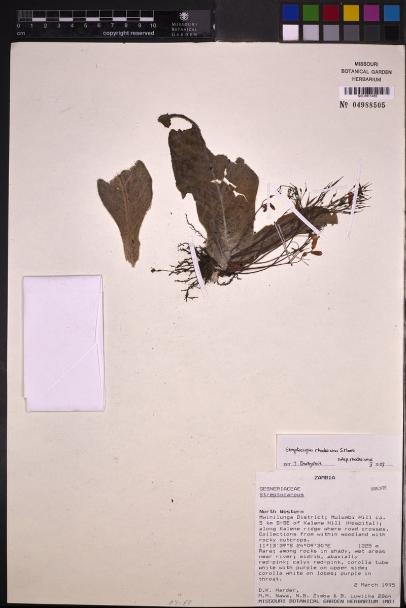 Streptocarpus rhodesianus subsp. rhodesianus photo 3