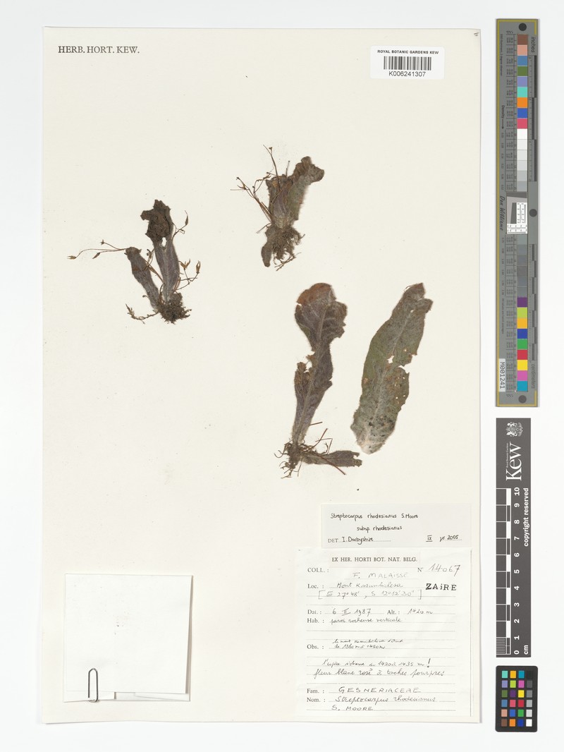 Streptocarpus rhodesianus subsp. rhodesianus photo 4