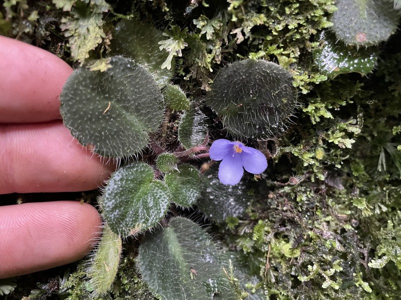 Streptocarpus shumensis photo 2