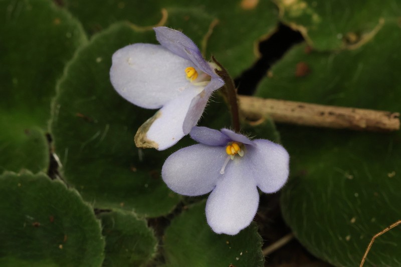 Streptocarpus shumensis photo 3