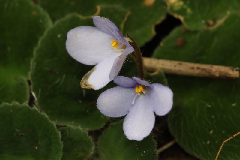 Streptocarpus shumensis photo 5