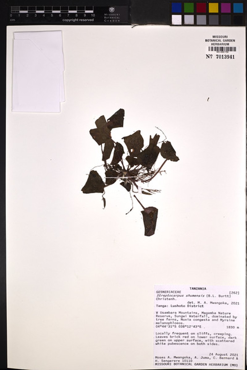 Streptocarpus shumensis photo 7