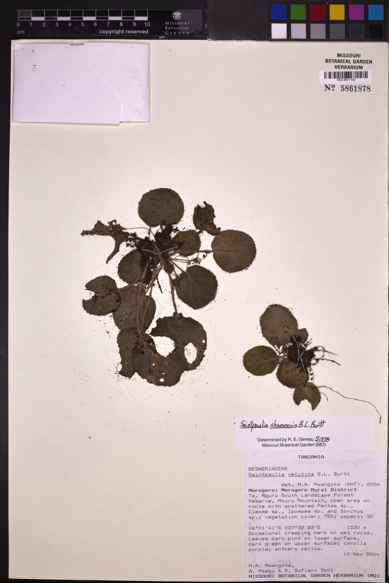 Streptocarpus shumensis photo 8