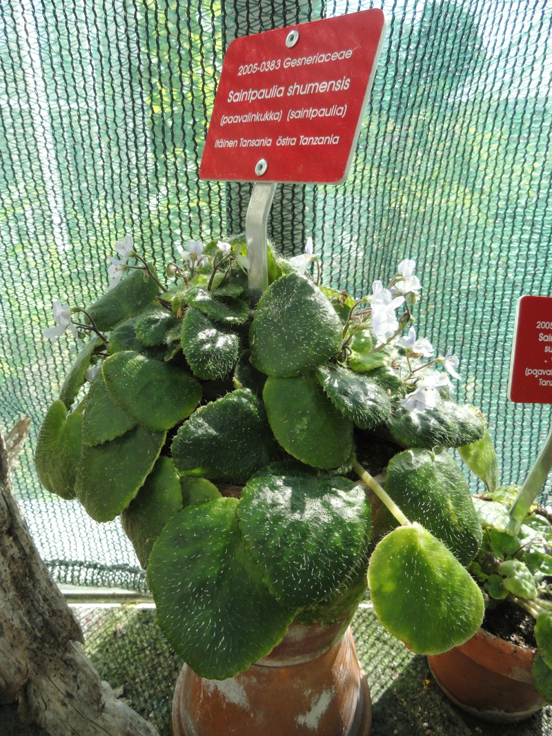 Streptocarpus shumensis