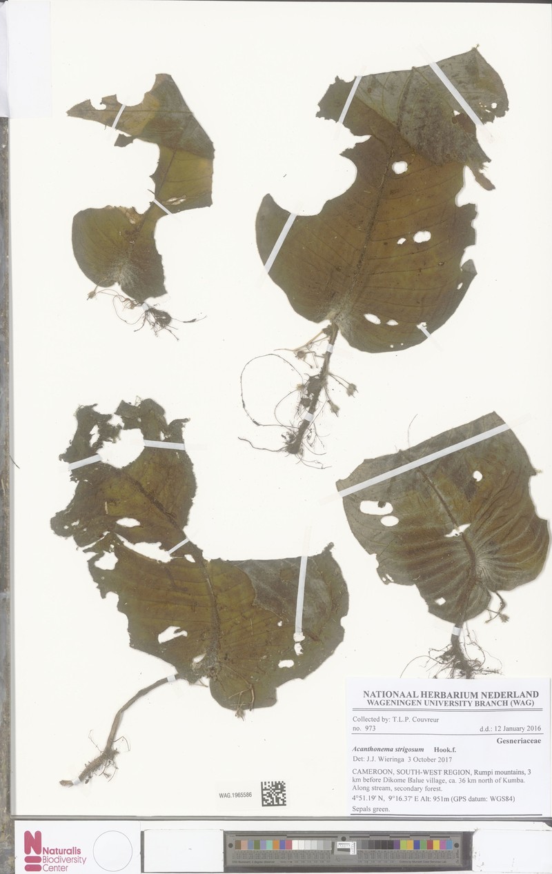 Streptocarpus strigosus
