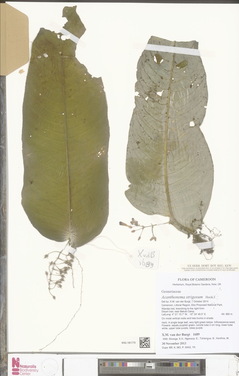Streptocarpus strigosus photo 2