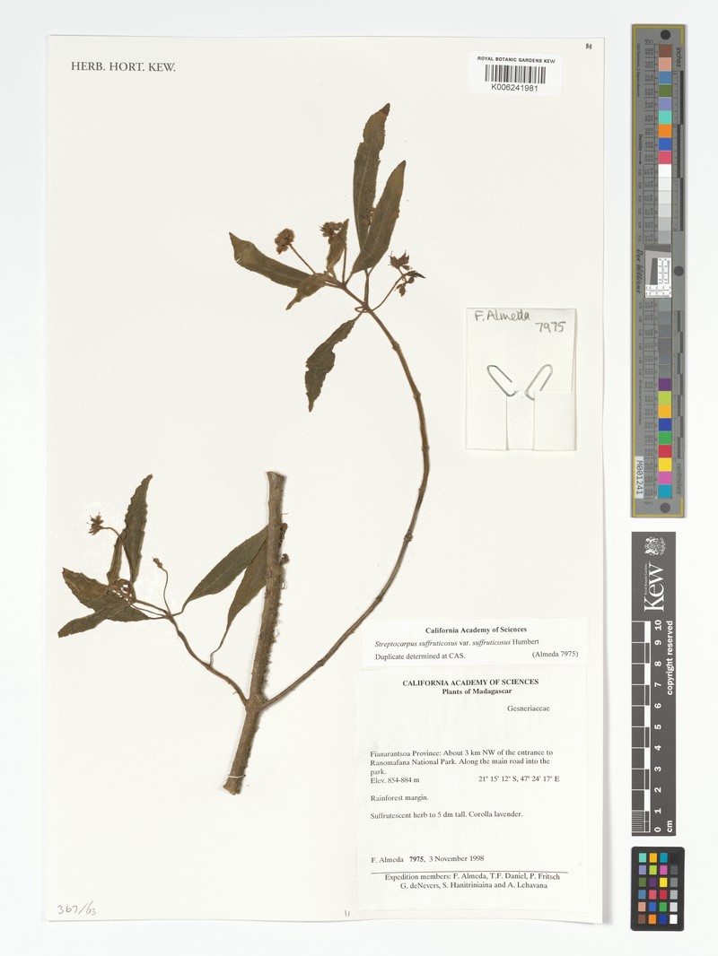 Streptocarpus suffruticosus var. suffruticosus