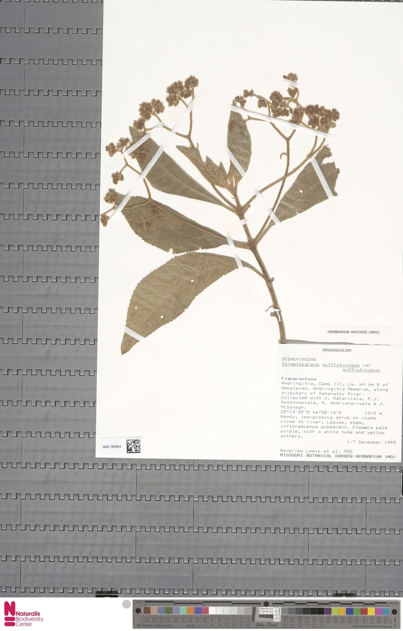Streptocarpus suffruticosus var. suffruticosus photo 2