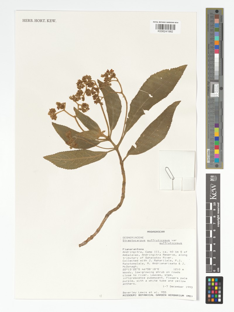 Streptocarpus suffruticosus var. suffruticosus photo 3