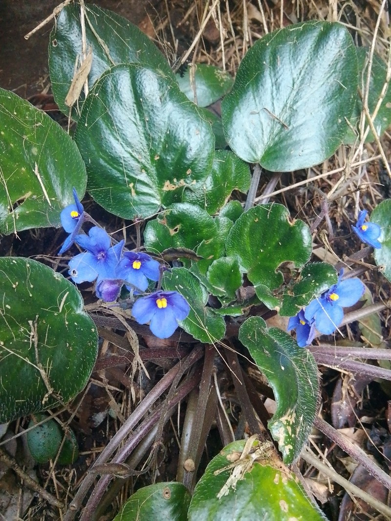 Streptocarpus teitensis