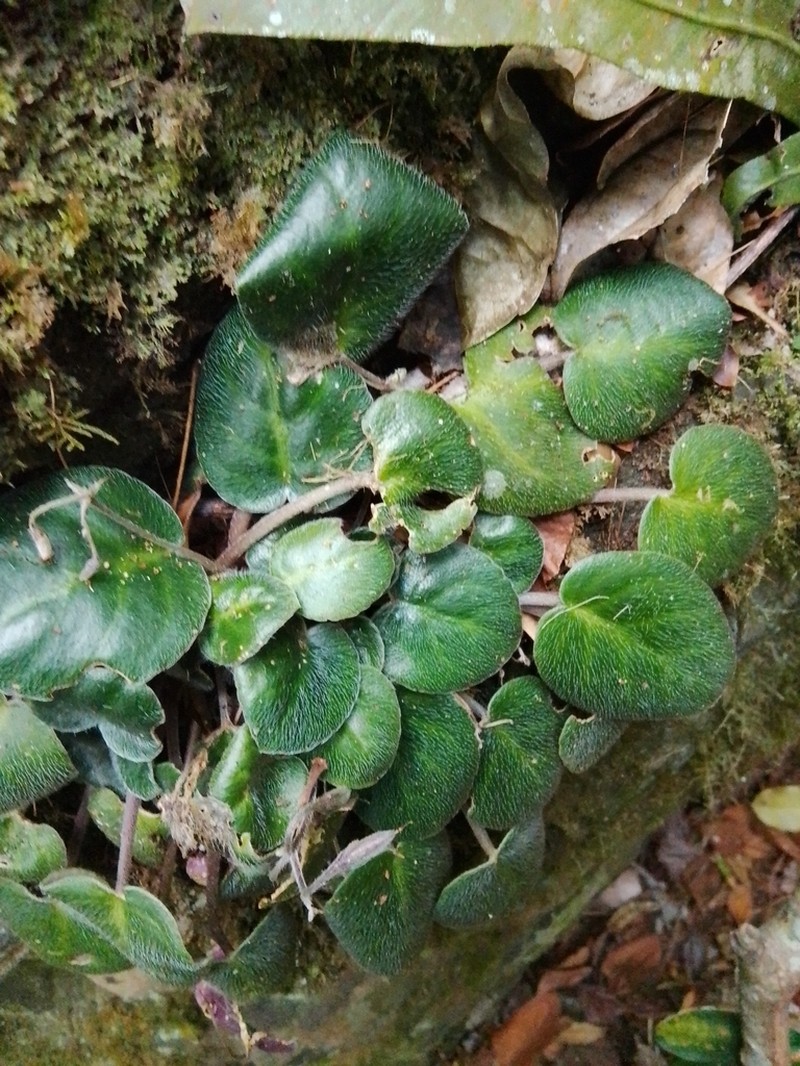 Streptocarpus teitensis photo 2