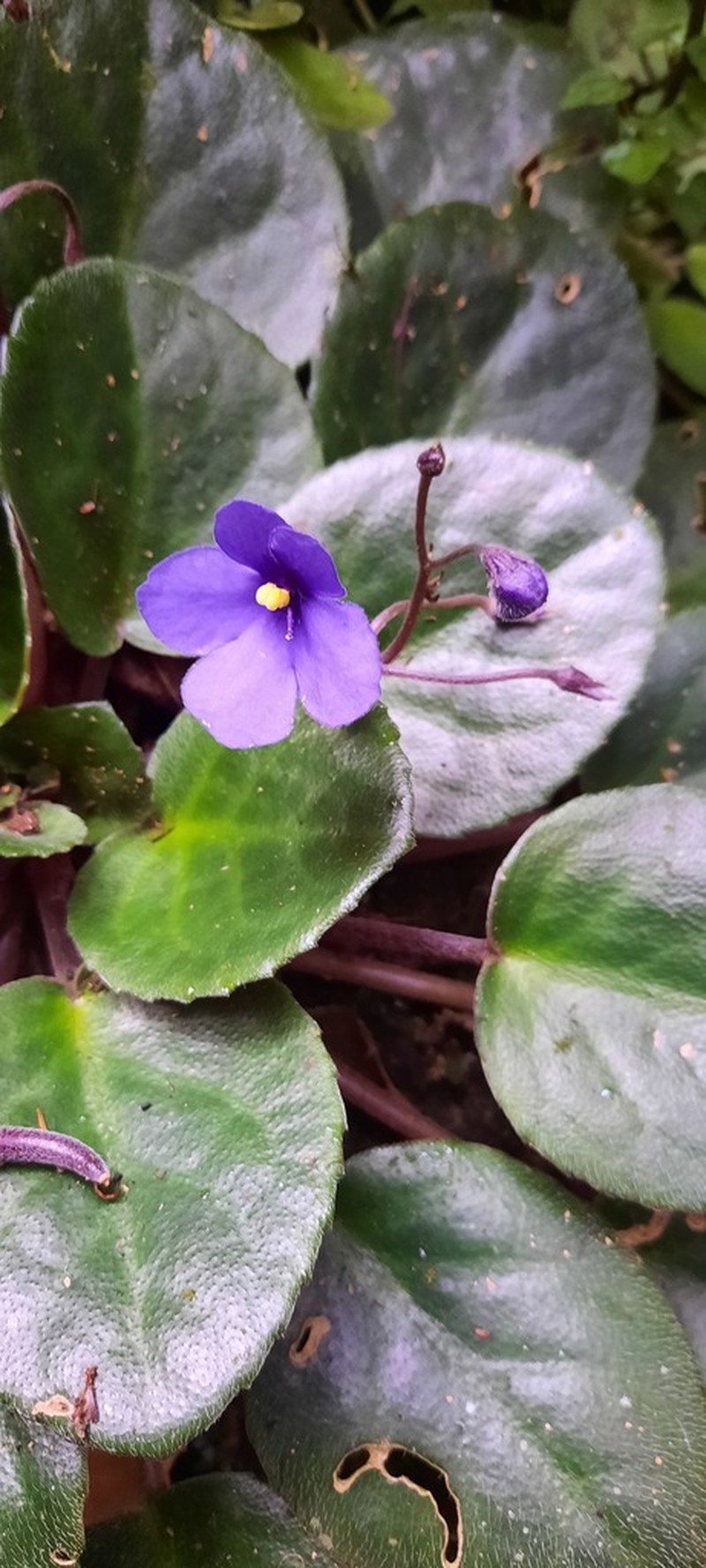 Streptocarpus teitensis photo 3