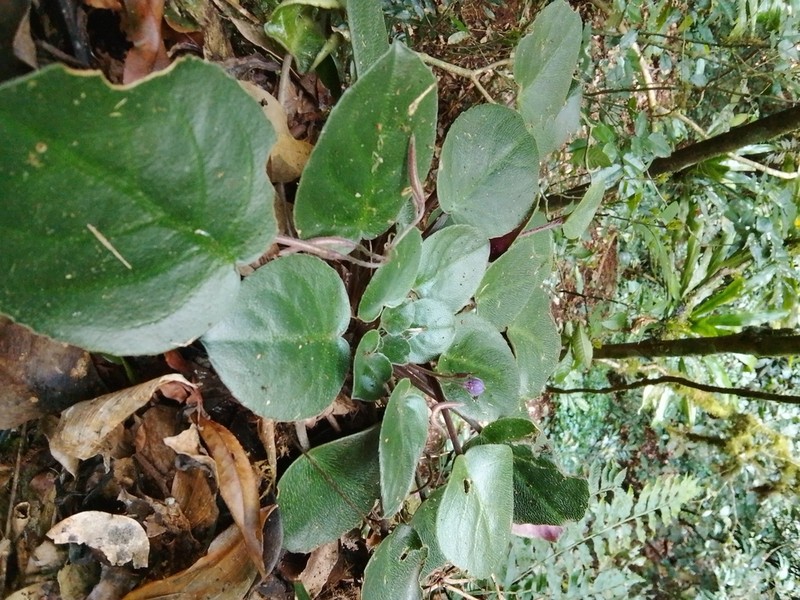 Streptocarpus teitensis photo 5