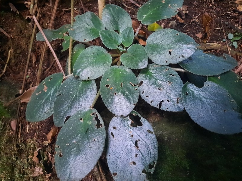 Streptocarpus teitensis photo 7