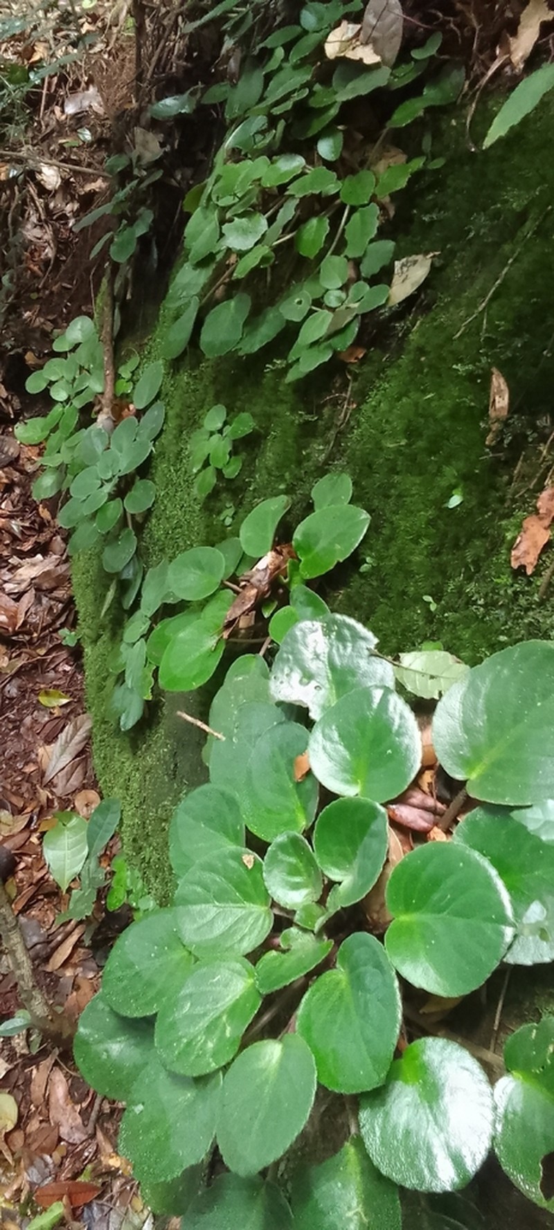 Streptocarpus teitensis photo 8
