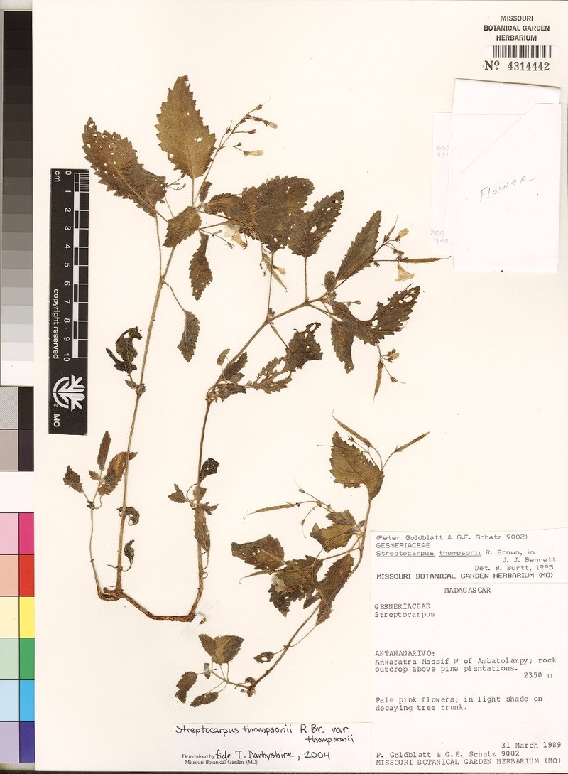 Streptocarpus thompsonii var. thompsonii
