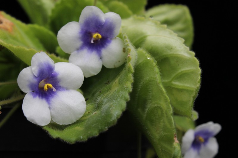 Streptocarpus ulugurensis