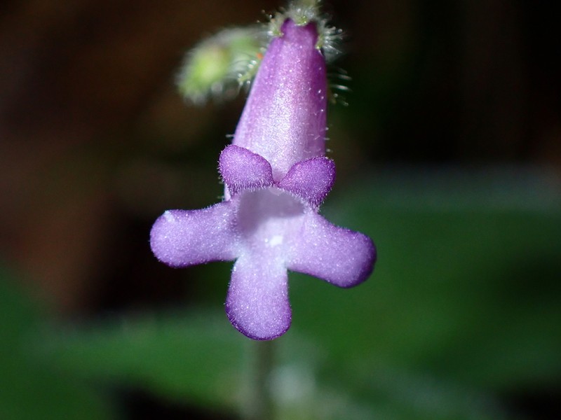 Streptocarpus vestitus