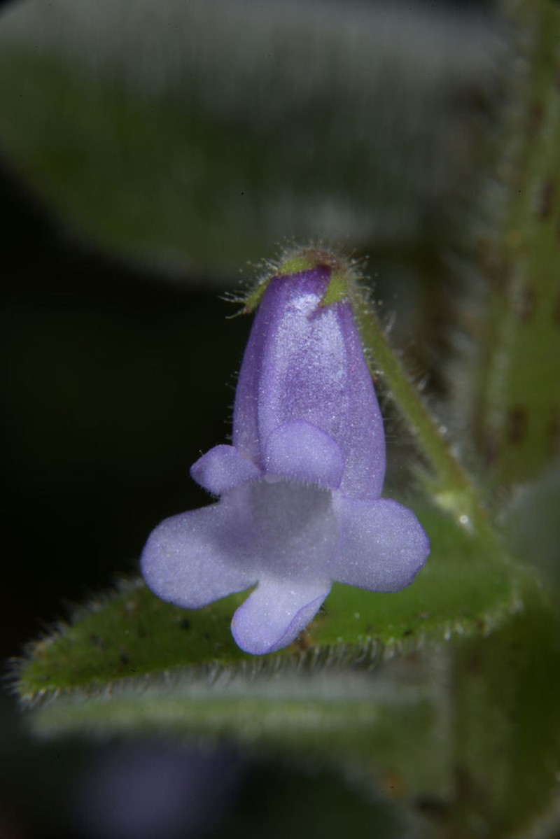 Streptocarpus vestitus photo 4