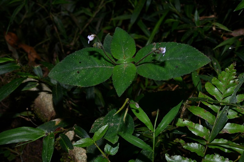 Streptocarpus vestitus photo 5