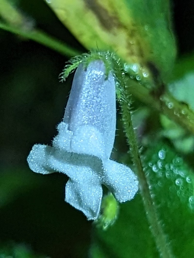 Streptocarpus vestitus photo 6