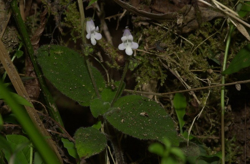 Streptocarpus vestitus photo 7