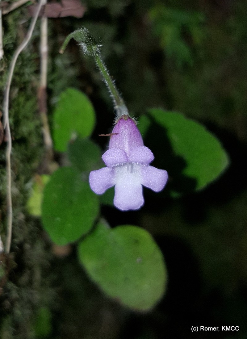 Streptocarpus vestitus photo 8
