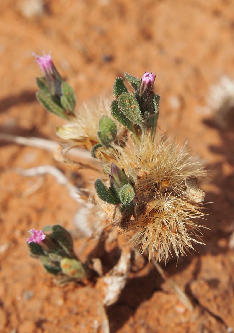 Streptoglossa adscendens