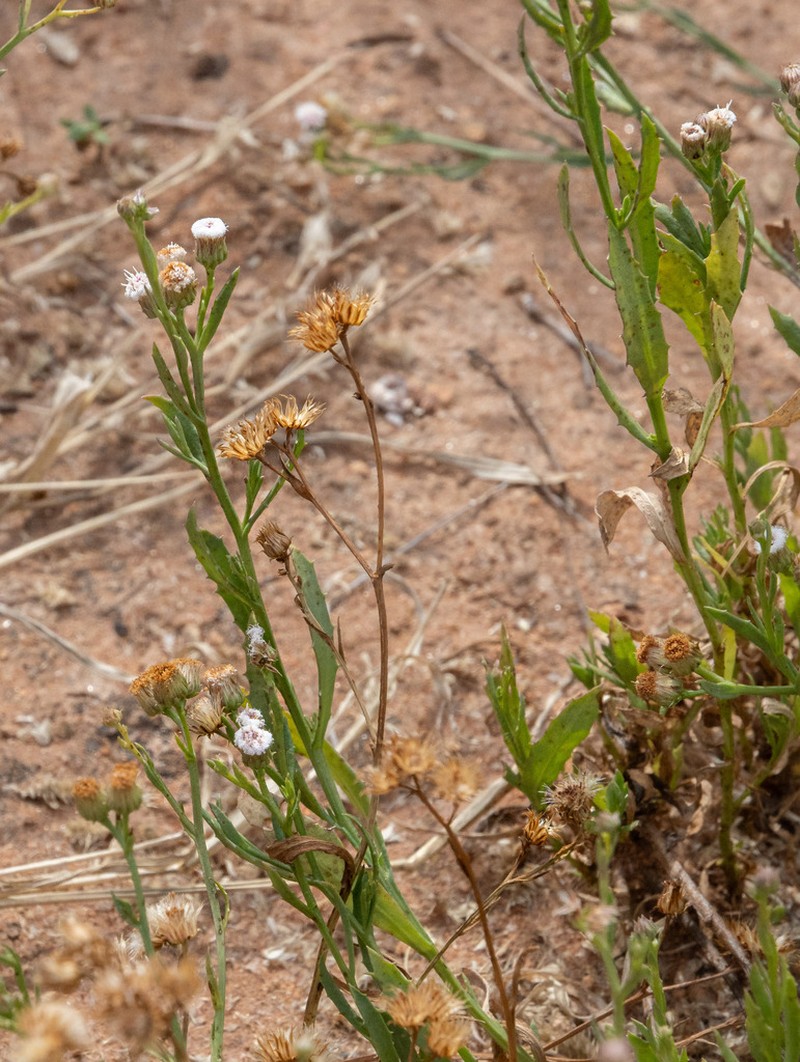 Streptoglossa adscendens photo 2