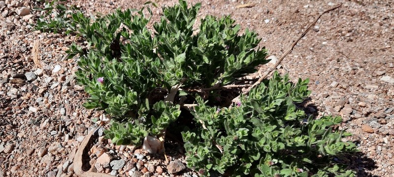 Streptoglossa adscendens photo 3
