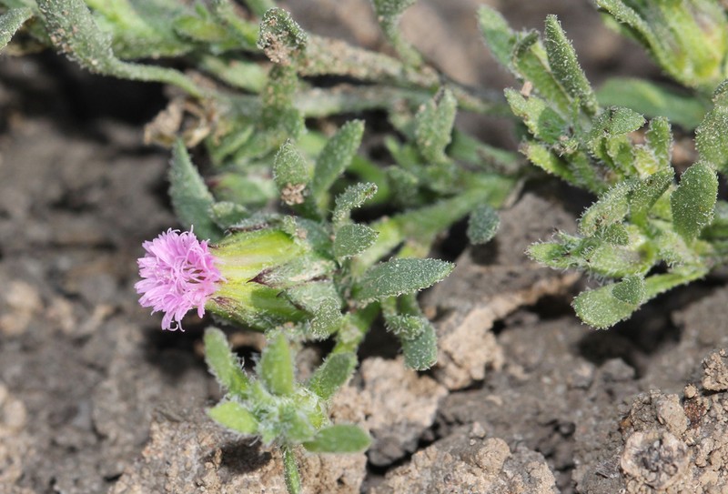 Streptoglossa adscendens photo 4