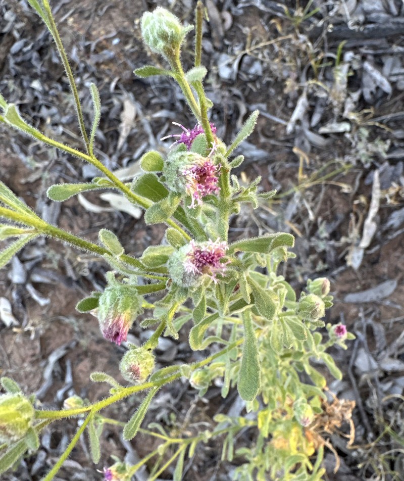 Streptoglossa adscendens photo 6