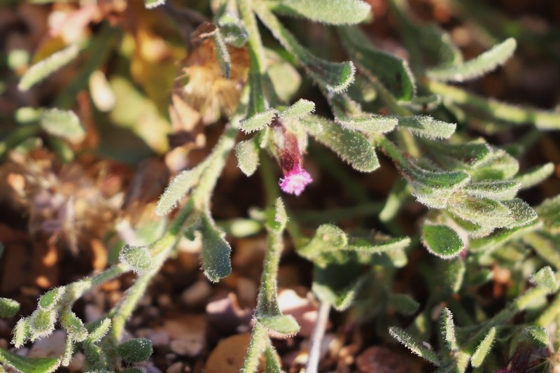 Streptoglossa adscendens photo 7