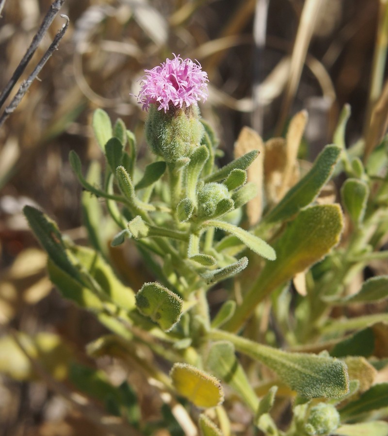 Streptoglossa bubakii