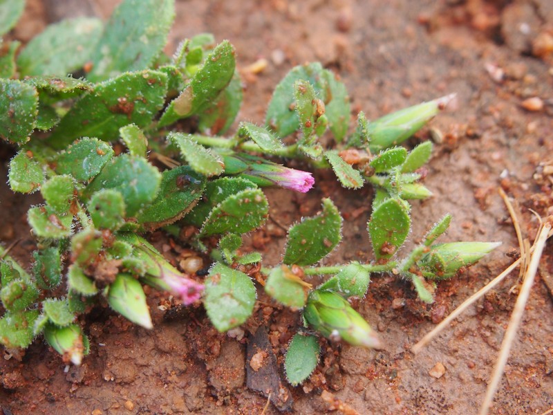 Streptoglossa cylindriceps