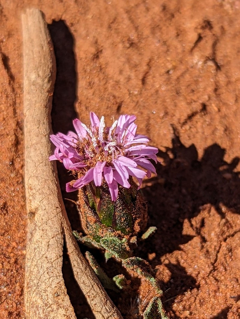 Streptoglossa cylindriceps photo 2