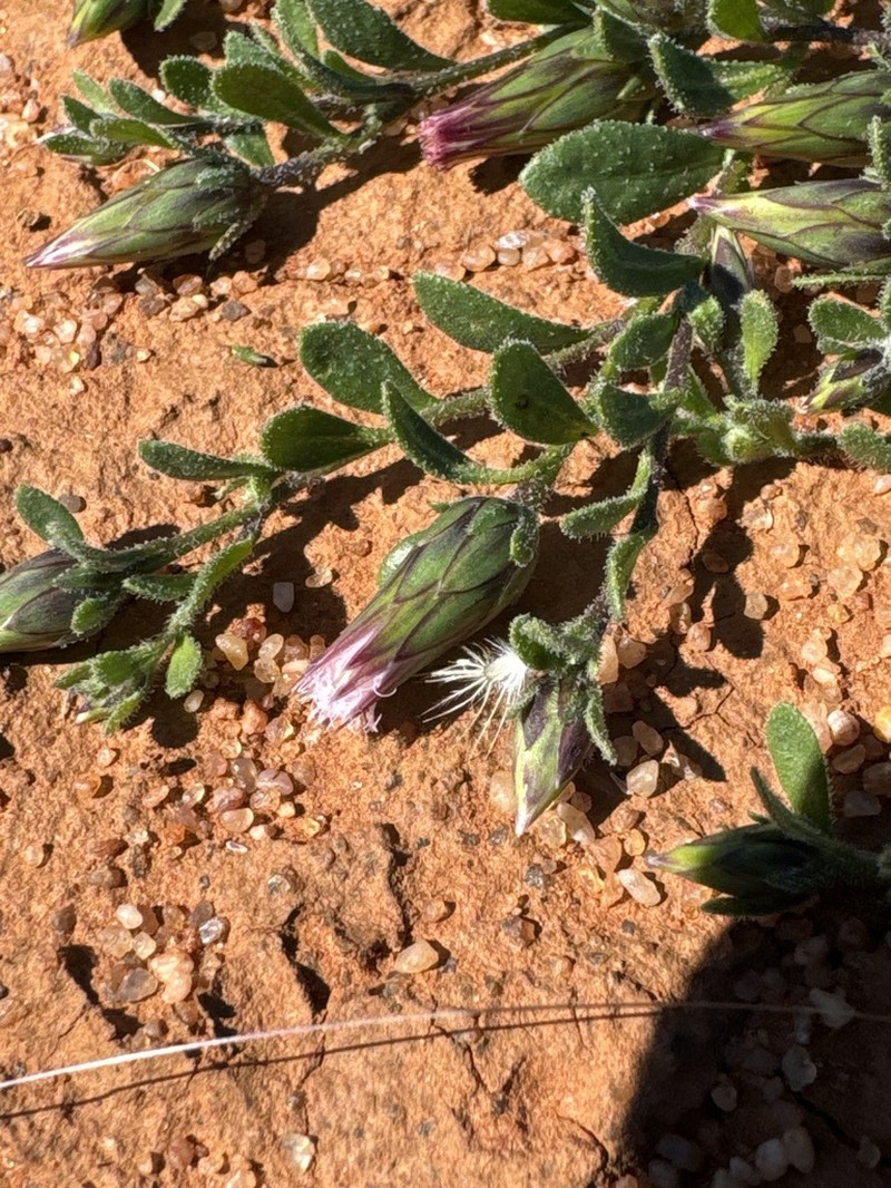 Streptoglossa cylindriceps photo 3