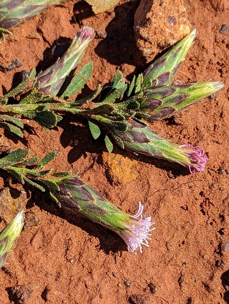 Streptoglossa cylindriceps photo 6