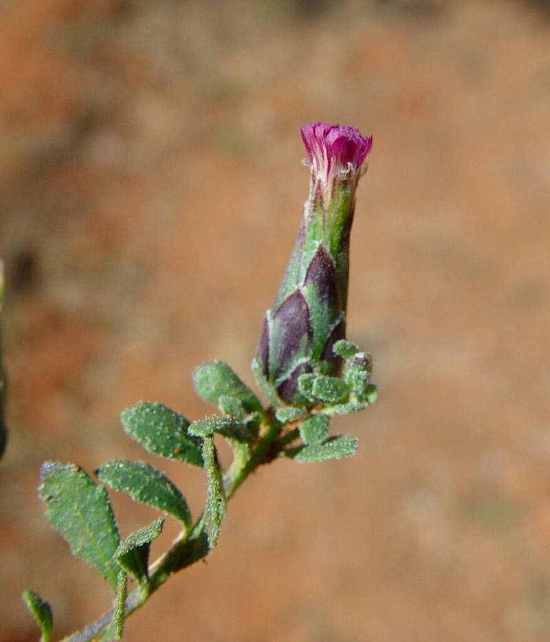 Streptoglossa cylindriceps photo 7