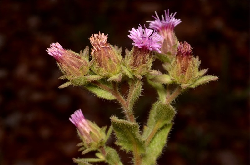 Streptoglossa decurrens