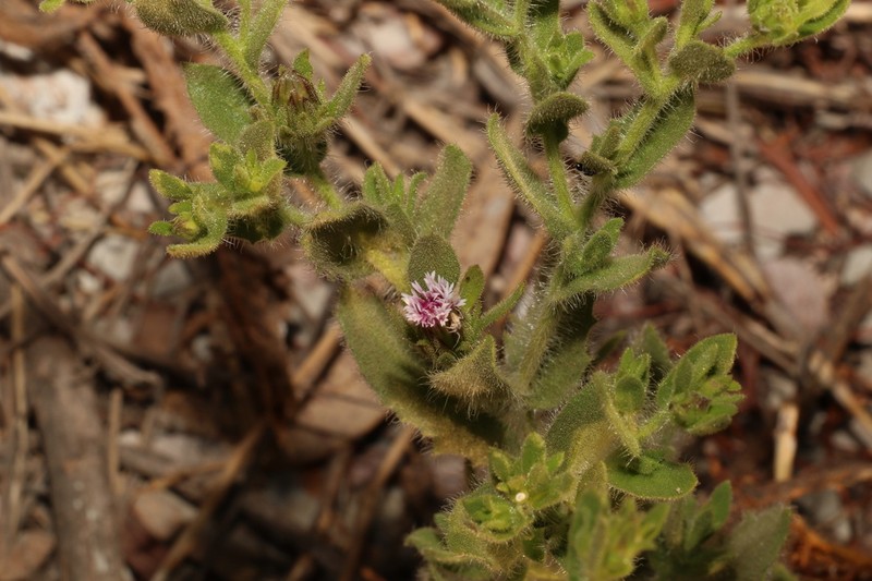 Streptoglossa decurrens photo 2
