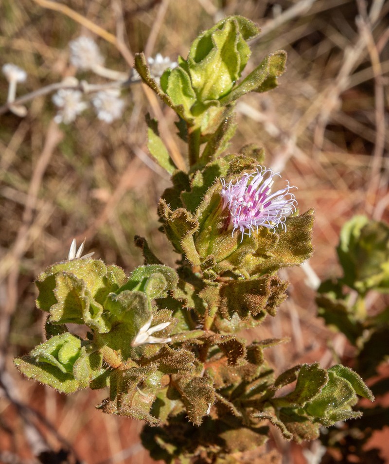 Streptoglossa decurrens photo 4