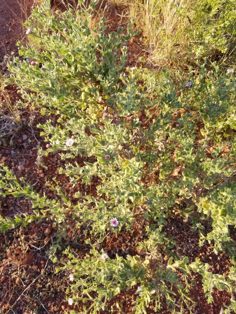 Streptoglossa decurrens photo 7