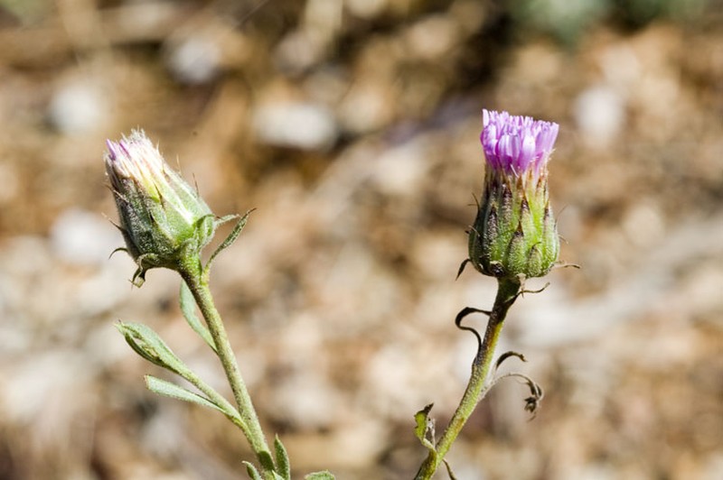 Streptoglossa liatroides