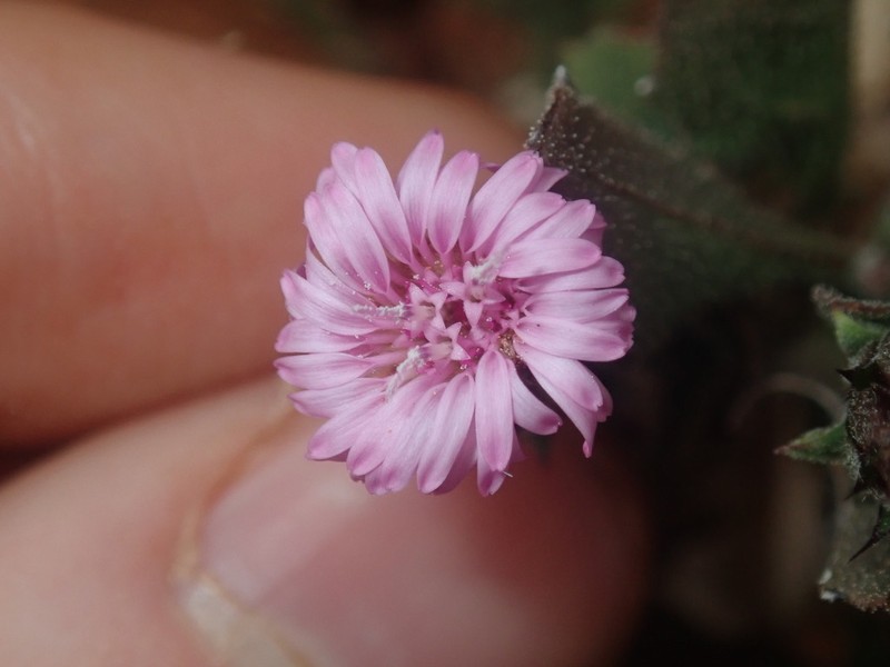 Streptoglossa liatroides photo 2